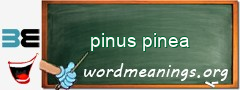 WordMeaning blackboard for pinus pinea